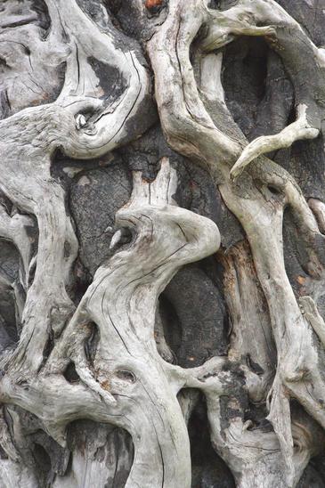 Kauri, New Zealand © Etienne Pierart